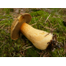 Мицелий Моховика желто-бурого / Масленок пестрый (Suillus variegatus)